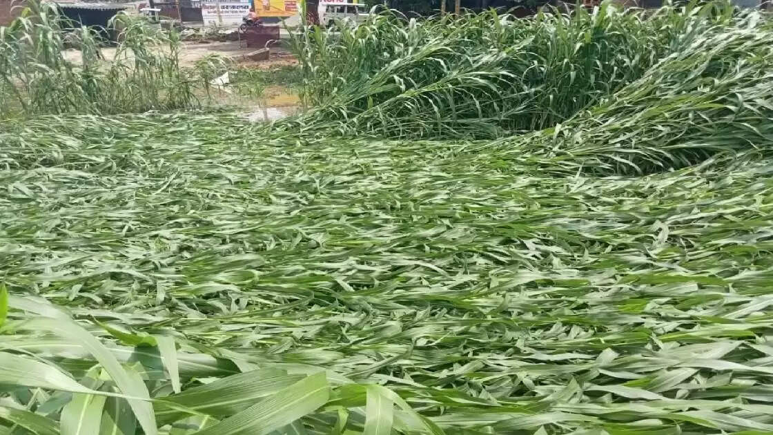 barish 