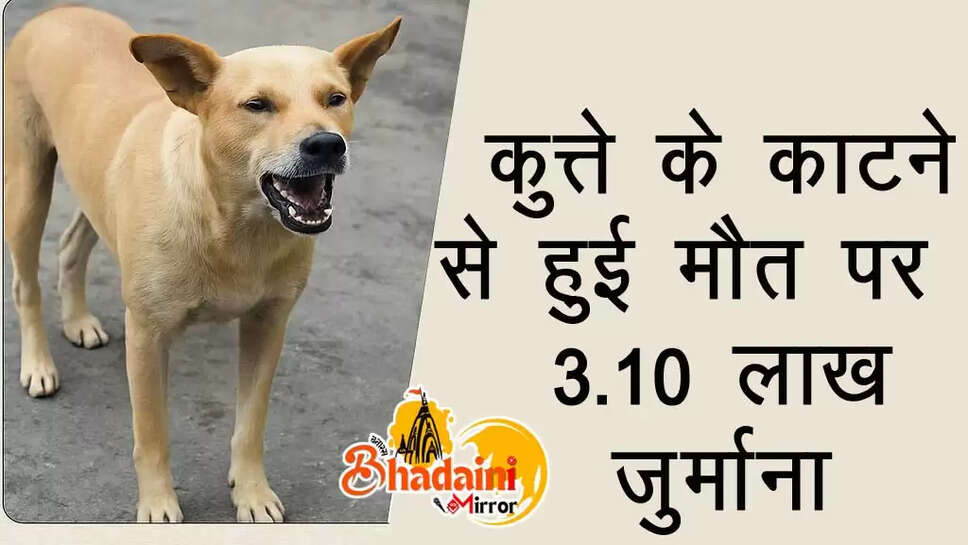 dog news