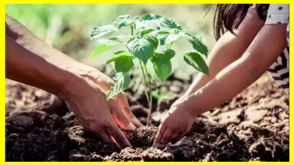 plant