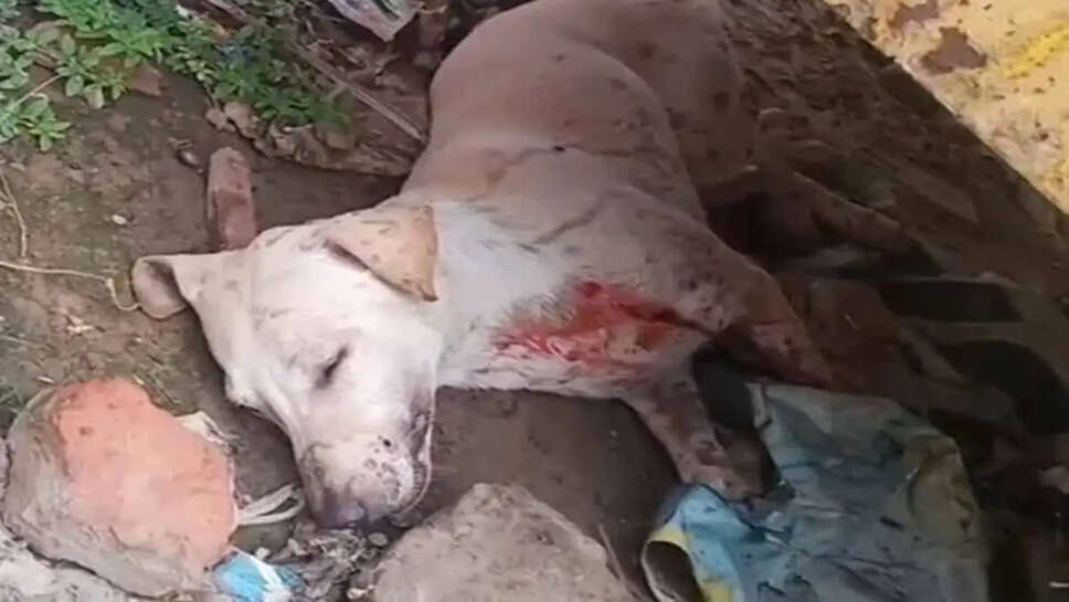 dog