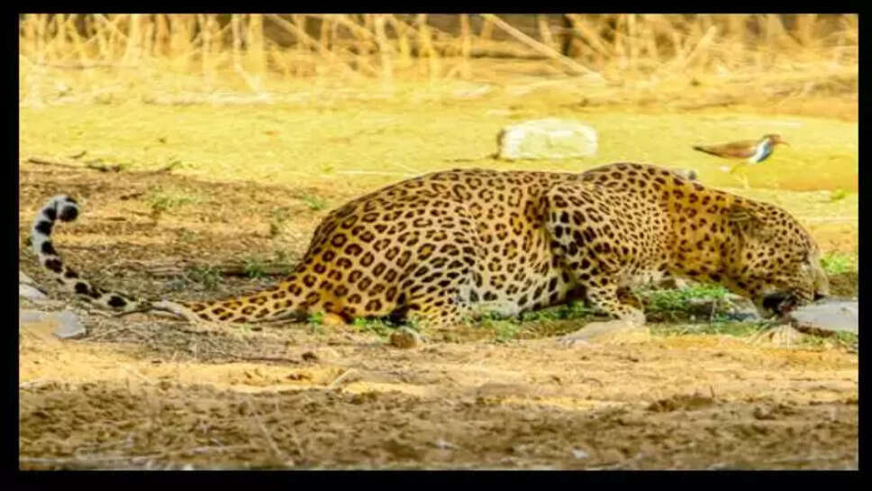 Leepard