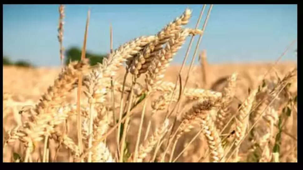 Wheat