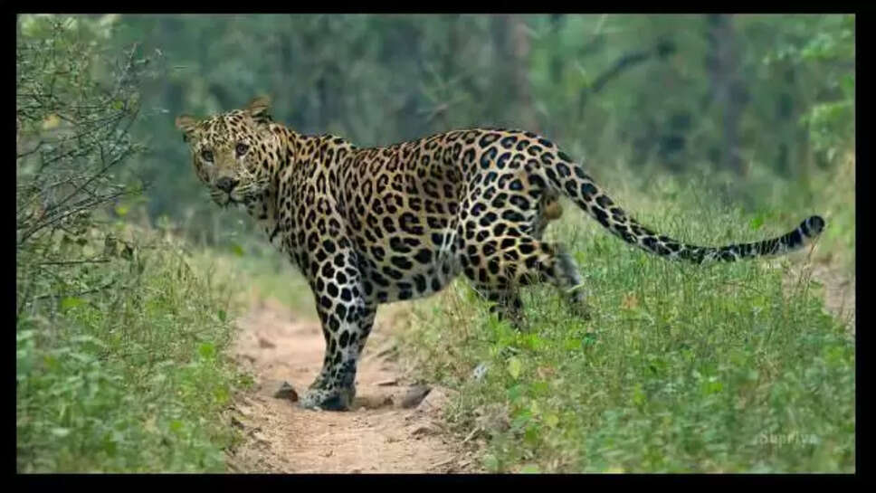 Leopard Attack