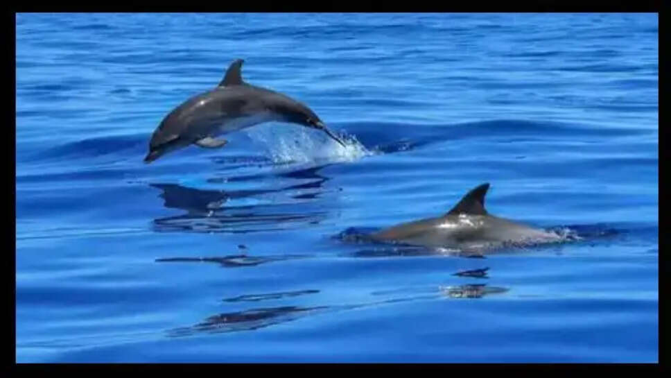 Dolphin