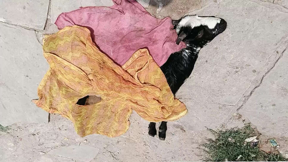 bakri 