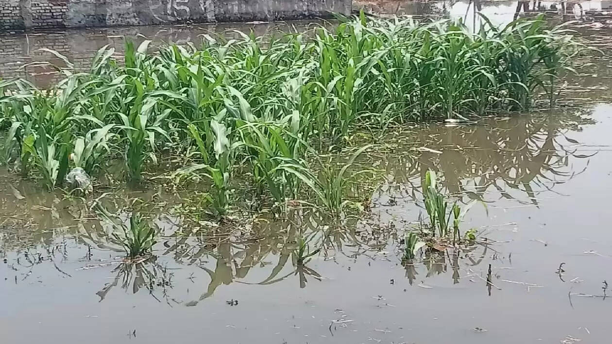 barish