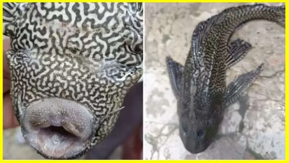 Pleco Fish