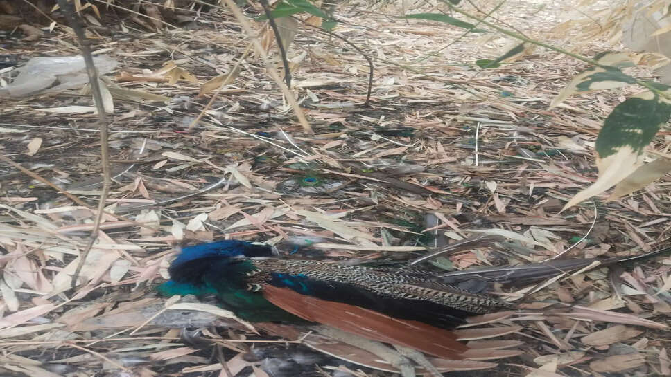 मोर की मौत