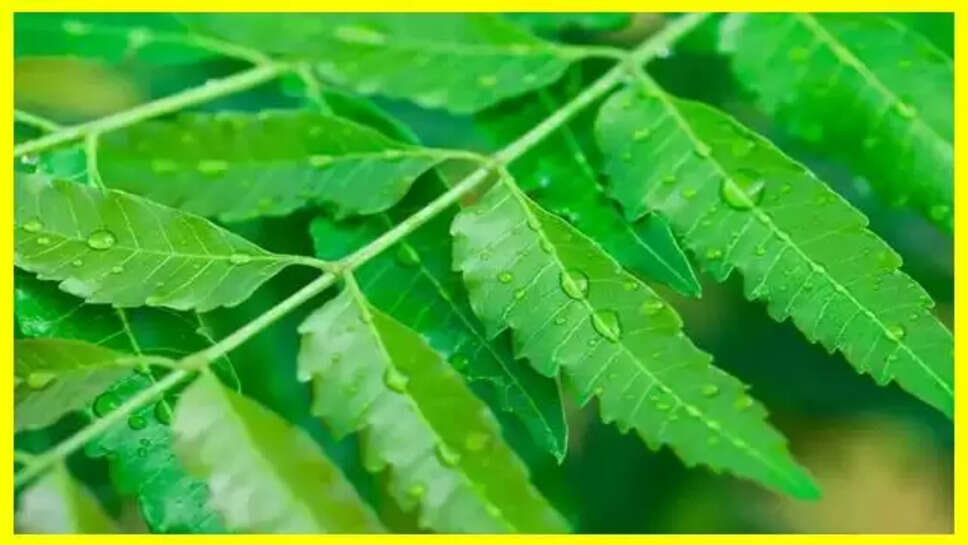 neem
