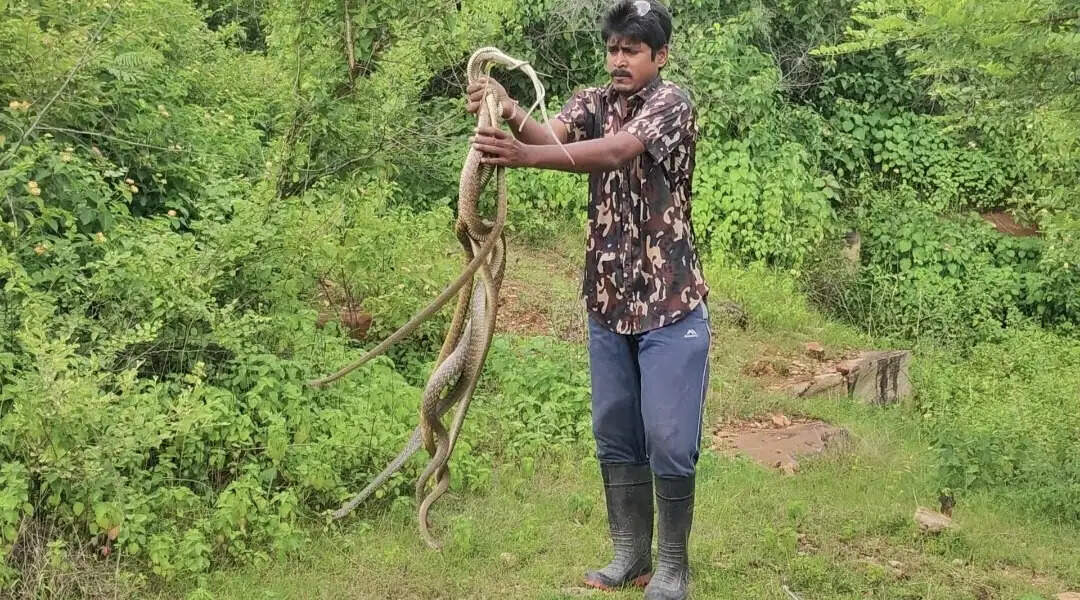 सर्प मित्र