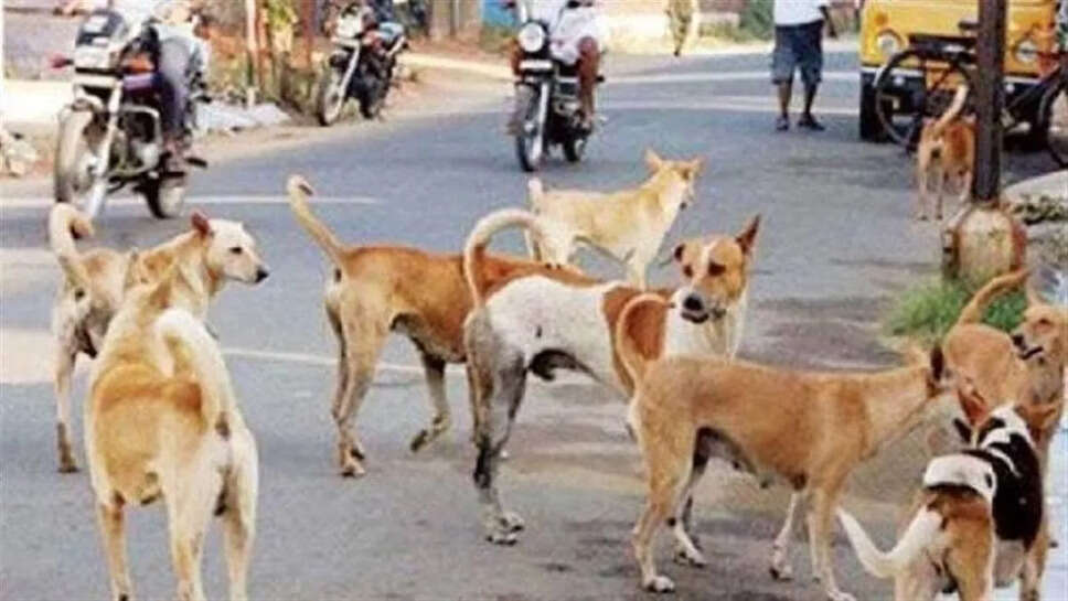 आवारा कुत्ते