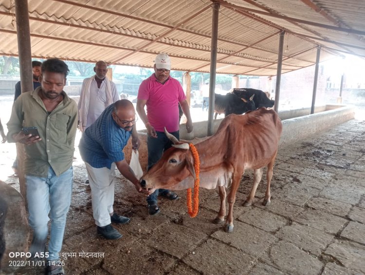 गोपाष्टमी पर समाजसेवियों ने गायों को खिलाया गुड़ और चना, किया पूजा अर्चना