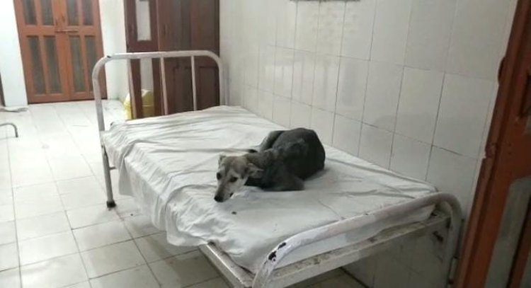 PHC पर आराम फरमा रहा था कुत्ता: डिप्टी CM ने जिम्मेदारी तय करने का CMO को दिया निर्देश, महकमें में मचा हड़कंप...