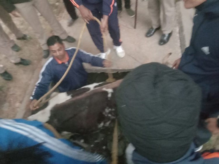 नाले में गिरी गाय को NDRF जवानों ने सुरक्षित निकाला, जाने कैसे पड़ी रेस्क्यूर्स की नजर...