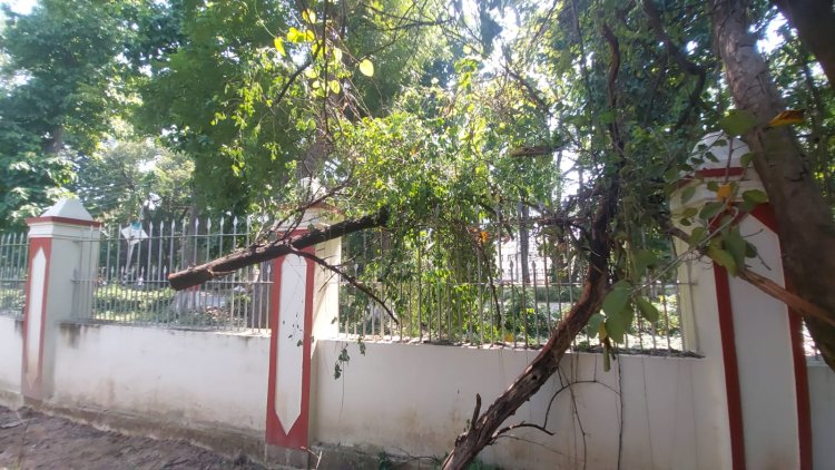 चोरों ने BHU कैंपस से चंदन के पेड़ काटकर उड़ाए, चोरी की घटना सीसीटीवी फुटेज में कैद...