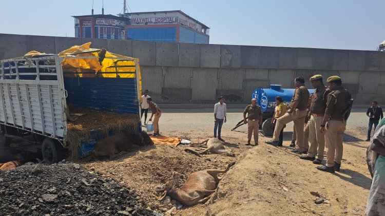 बंगाल तस्करी को जा रहा गोवंश से भरा ट्रक लंका पुलिस ने पकड़ा, गौ-तस्कर हो गए है फरार... 